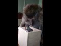 Angels mouse in a box 