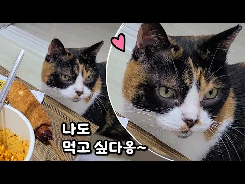 집사 간식 탐내는 귀여운 나비 .. 남집사 부모님댁에 찾아온 새로운 길냥이 가족!