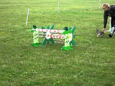 Bella´s Ch. All Star - Elite Lige første gennemløb, Malmö Ribbersborg, Sverige d. 15/08-2010