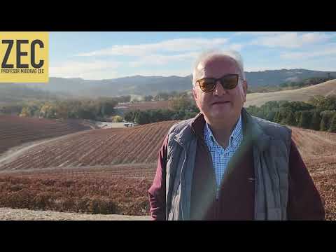 U čemu je tajna uspeha Amerike? Kreativan pojedinac i efikasan sistem - profesor Zec