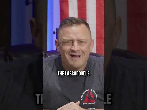 Top 3 Dog Breeds That Shed the Least