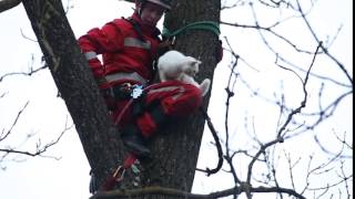 preview picture of video 'Katze von Baum gerettet'