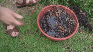 Mosquito Prevention: Drain & Cover 2016