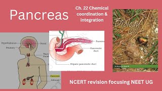 Pancreas class 11 Ch. 22 Chemical coordination & integration #neetug