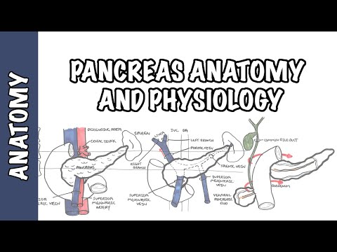Anatomie et physiologie cliniques du pancréas.