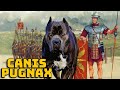 Canis Pugnax - The War Dog of the Roman Legions - Historical Curiosities - See U in History