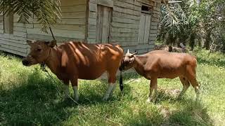 Download lagu Cara Termudah deteksi sapi birahi & waktu terbaik kawin suntik mp3