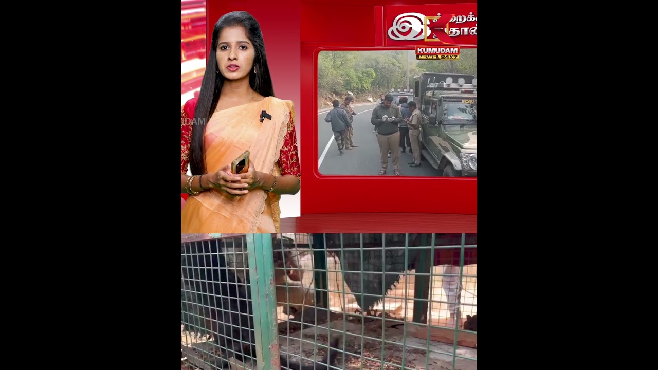 மீட்கப்பட்ட கருஞ்சிறுத்தை குட்டி உயிரிழப்பு | Black panther | Kumudam News