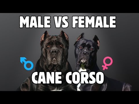 Male Vs Female Cane Corso : 10 Differences Between Them
