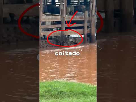 Confinamento de gado sendo engolido por enchente no Paraná