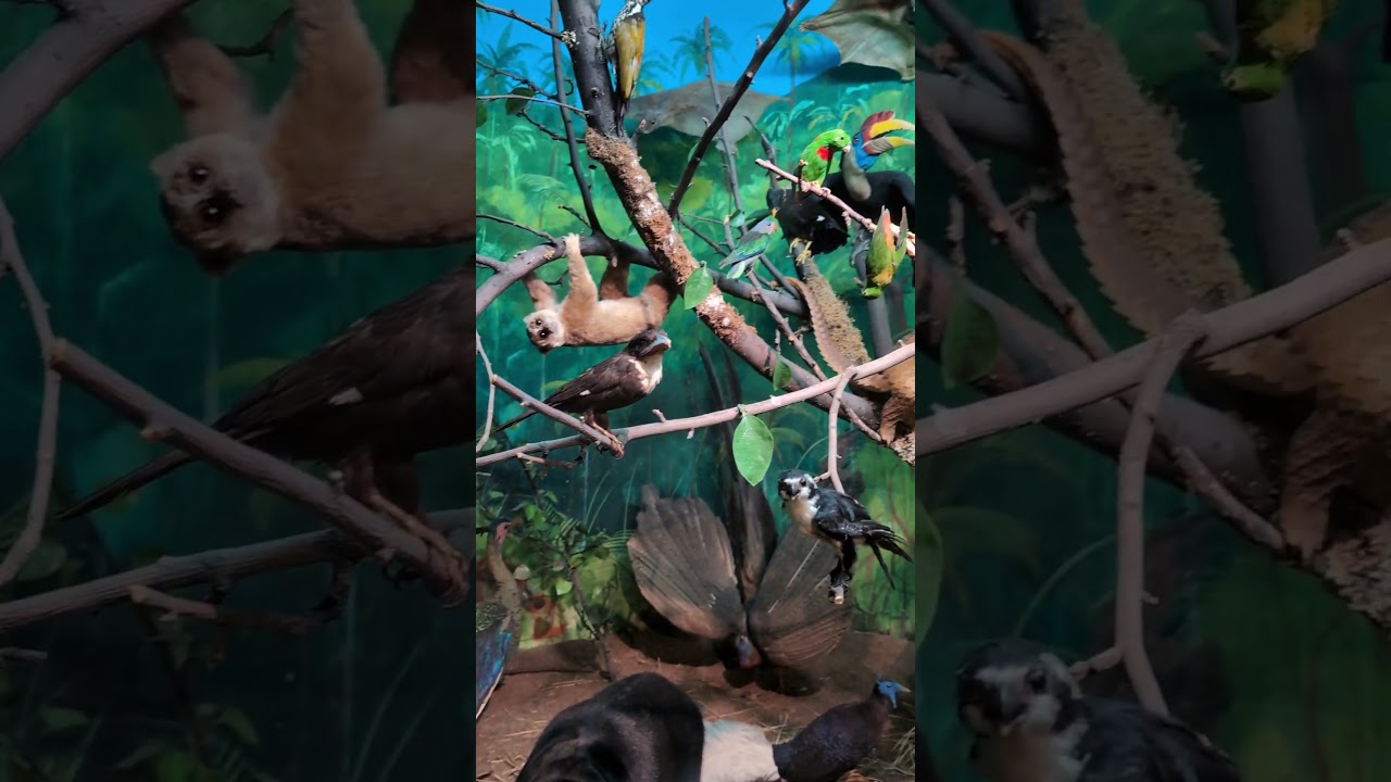 YouTube Short thumbnail