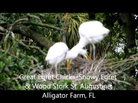 Great Egret Chicks, Snowy Egret & Wood Stork St  Augustine Alligator Farm, FL