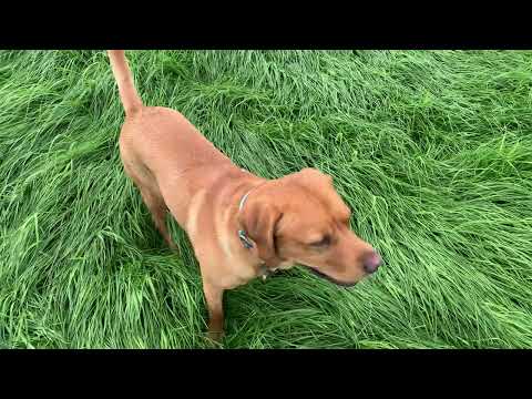 Stanley running about the long grass on our walk.