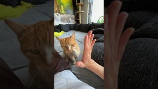 #cat #cute #catvideo #cutecat #funnyvideo #pets #funny