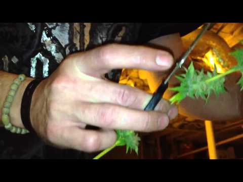 1st YouTube video about how early can i sample bud