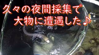 久々の夜間採集に行ってきました☆彡　綺麗な死滅回遊魚から大きい子も♪