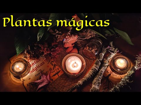 , title : 'PLANTAS MÁGICAS en la Wicca, las 9 IMPRESCINDIBLES en el ARMARIO DE BRUJA 🌿💫 La botánica oculta'