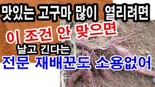 맛있는 고구마 많이 열리려면, 이 조건 안 맞으면 날고 기는  전문 재배꾼도 소용없어(고구마 재배, 고구마 …