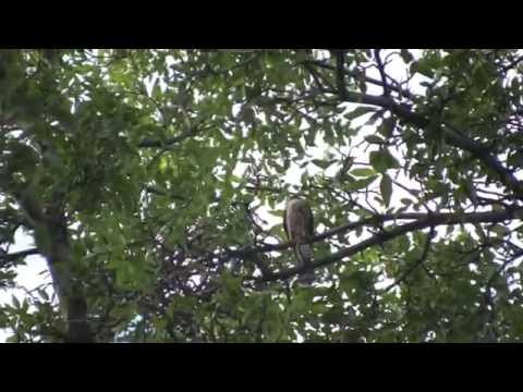 Cooper's vs Kestrel Download