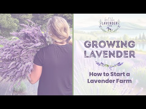Growing Lavender | The Ultimate Guide on How to Start a Lavender Farm