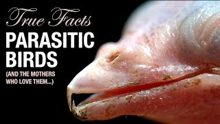 True Facts: Parasitic Birds
