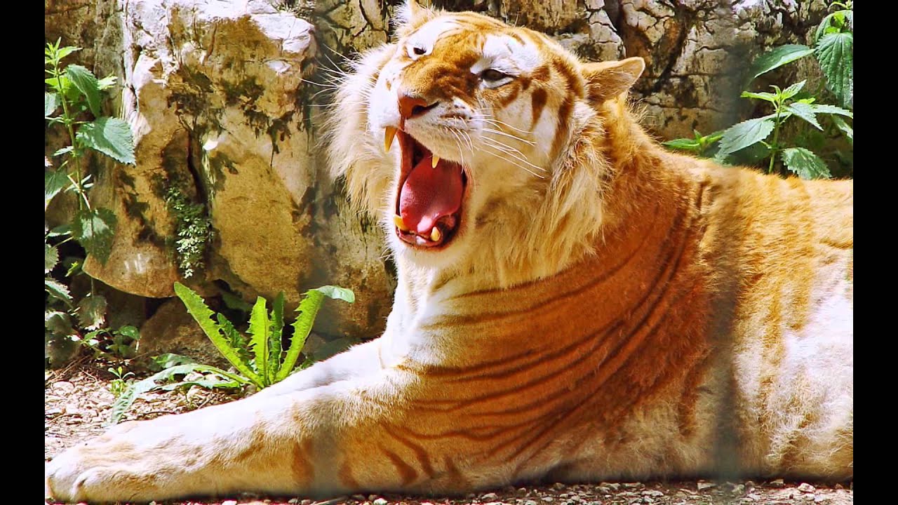 10 Cool Tiger Wallpapers