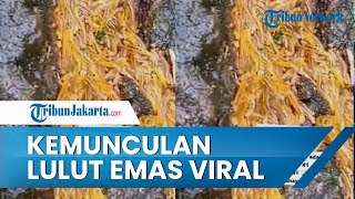 Viral di Media Sosial Video Kemunculan Gerombolan Lulut Emas di Bedugul Bali