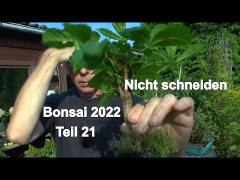 Bonsai 2022 Teil 21 Kann man jetzt noch schneiden Anfang September