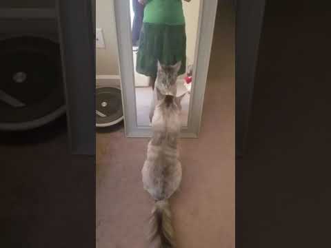 Main coon likes touching smooth things