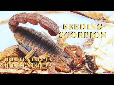 Škorpión tlstochvostý (Hottentotta hottentotta) — terárium, kŕmenie a správanie