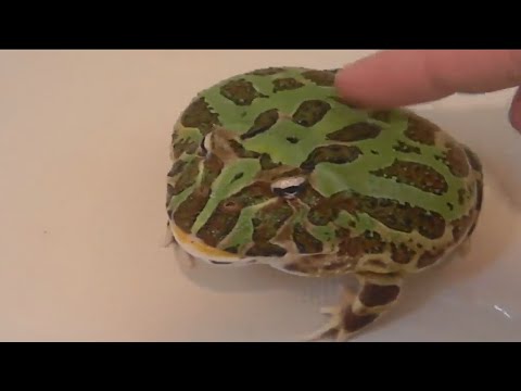 FUNNY Pet FROGS