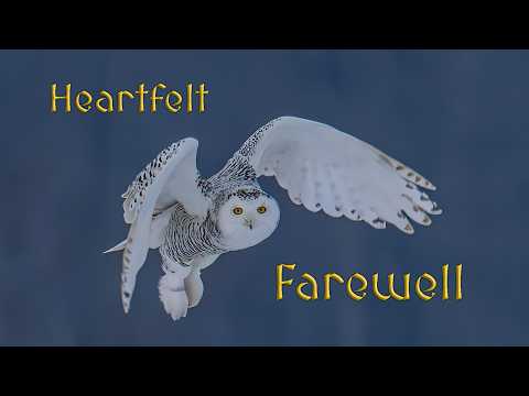 A Heartfelt Farewell to our Snowy Owls as they prepare to return to the Arctic in search of prey