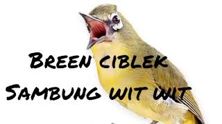 Download lagu Masteran pleci Breen ciblek Sambung Wit wit suara jernih mp3