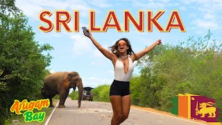 Experience an URBAN SAFARI in Arugam Bay SRI LANKA + STREET FOOD 🇱🇰🍽🐘
