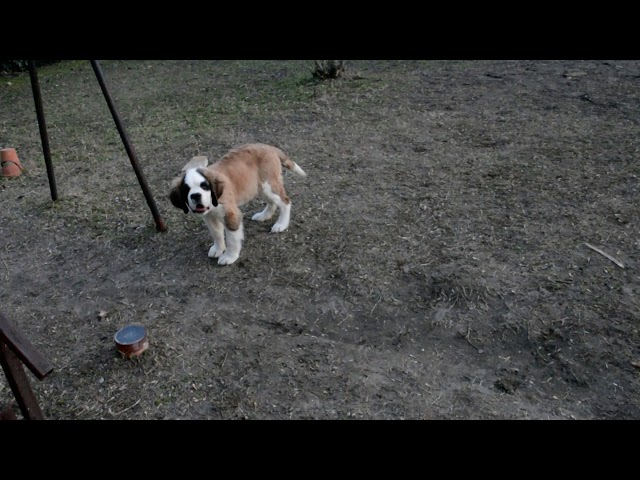 San Bernardo cachorro en venta