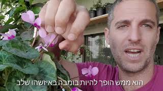 טיפים לגידול רקפות