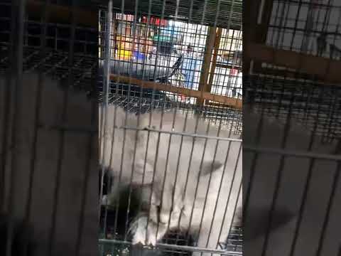 Persian #cat 🐱 #status #shorts #whatsappstatus 😍