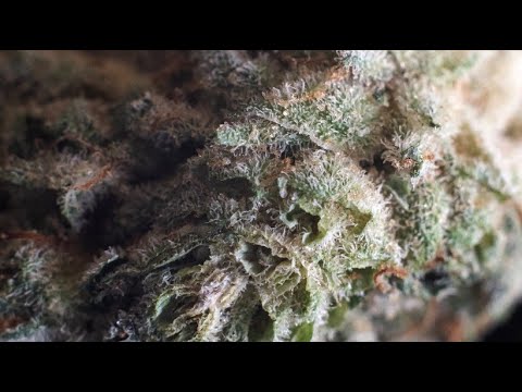 Smoking weed legally: How harmful is cannabis?