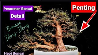 Download lagu PERAWATAN BONSAI ILENG ILENG JADI mp3