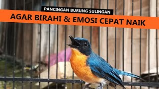 Download lagu TLEDEKAN LOKAL GUNUNG MERAPI GACOR | Suara Masteran Burung Sulingan Bakau & SRDC Supaya BIRAHI EMOSI mp3 Download lagu TLEDEKAN LOKAL GUNUNG MERAPI GACOR | Suara Masteran Burung Sulingan Bakau & SRDC Supaya BIRAHI EMOSI mp3
