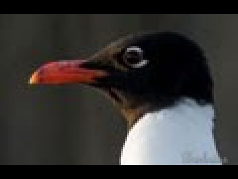 GAVIOTA CABECINEGRA | MEDITERRANEAN GULL | Larus melano
