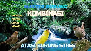 Download lagu MASTER KOMBINASI BURUNG CIBLEK | CIPOH | PANCAWARNA | SIKATAN DENGAN SUARA GEMERICIK AIR mp3 Download lagu MASTER KOMBINASI BURUNG CIBLEK | CIPOH | PANCAWARNA | SIKATAN DENGAN SUARA GEMERICIK AIR mp3