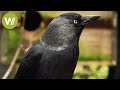 Ravens and crows - the most intelligent birds in t...