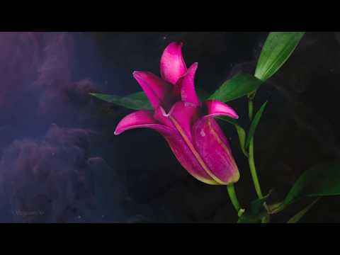 Stive Morgan – Flights In Dream  ♪