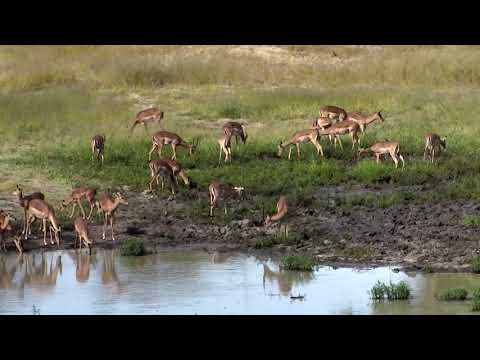 Djuma Private Game Reserve Live Stream - A day of enjoyment around the dam