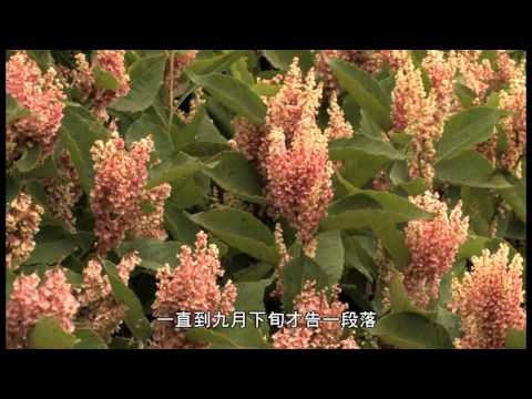 擁抱群山樂動森林 關山野生動物重要棲息環境