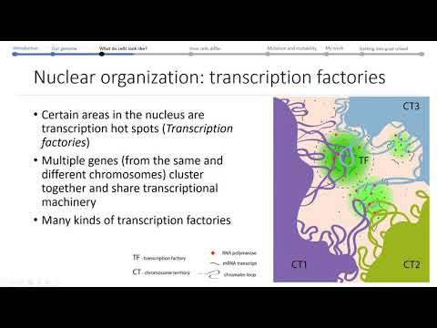 03 What do cells look like? Part 1: Chromosome territories & Transcription factories