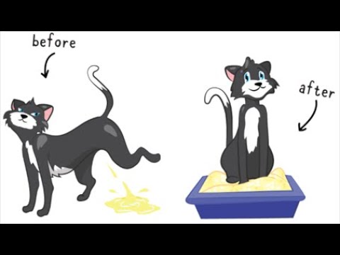 Why do female cats spray and how you can stop it using one simple Trick Permantely