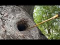 European Hornet's Nest in a Gap in Tree in Piscataway, NJ