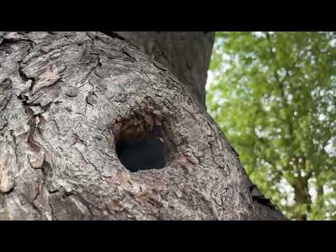 European Hornet's Nest in a Gap in Tree in Piscataway, NJ